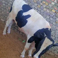 گوساله نر