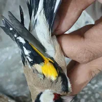 تعدادی سهره|پرنده|دزفول, |دیوار