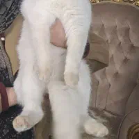 گربه پرشین اسکاتیش ماده