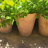 گل نازیخی گلدون سفالی|گل و گیاه طبیعی|اصفهان, شیخ اشراق|دیوار