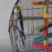 عروس هلندی نر بازیگوش و باهوش