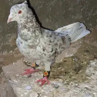 هفت رنگ دم سفید