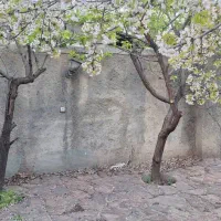 خانه باغ ابگرم لاریجان|فروش خانه و ویلا|رینه, |دیوار