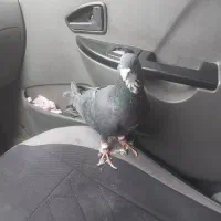 زیر خر سفید|پرنده|شیراز, کوشک میدان|دیوار