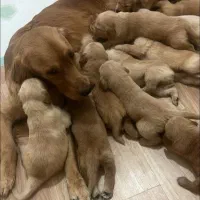 گلدن رتریور