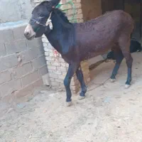 یعنی نر خر جوان