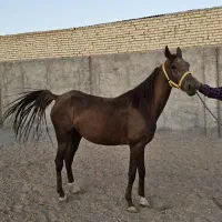اسب مادیان عرب