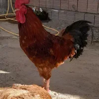 حیوانات‌وپرندگان