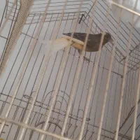 قناری نر معاوضه باطوطی برزیلی