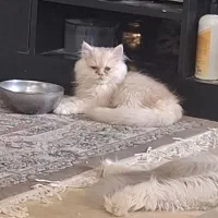بچه گربه سه ماهه پرشین