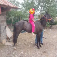 مادیون عرب