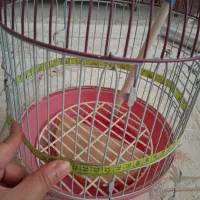 قفس استوانه کوچک|لوازم جانبی حیوانات|قرچک, شهرک گلها|دیوار