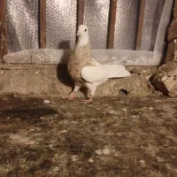 دوعددطوقی نر|پرنده|فردیس, شهرک ناز|دیوار