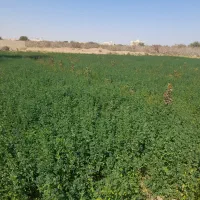 یونجه خرد شده کیسه شده