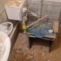 جفت پرنده دستی سخنگو