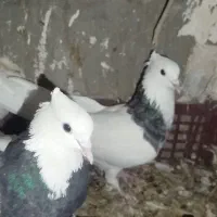 طوقی در میداوود