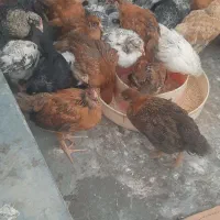 پخش جوجه مرغ و خروس ۴۵ روزه و اردک محلی