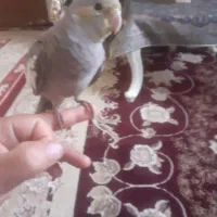 عروس هلندی|پرنده|الیگودرز, |دیوار