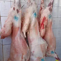 گوشت بره و میش تازه کشتار روزفلکه شهرک قصابی مجید