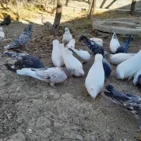 کفتر|پرنده|ساروق, |دیوار