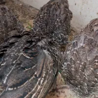 7عدد بوقلمون بزرگ واکسن خورده