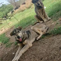 توله عراقی ۱۵ماهه|حیوانات|نقده, |دیوار