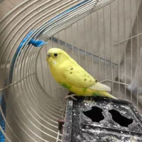 مرغ عشق نر و ماده|پرنده|اندیشه, شهرک کوثر|دیوار