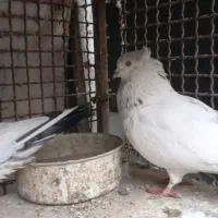 کفتر یجایی|پرنده|رباط‌کریم, رباط‌کریم|دیوار