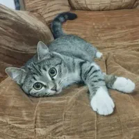 رایگان|گربه|ساری, |دیوار