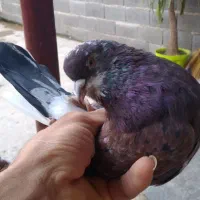 کبوتر سرخ|پرنده|فاضل آباد, |دیوار