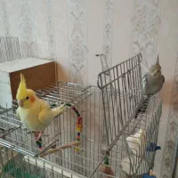 عروس هلندی
