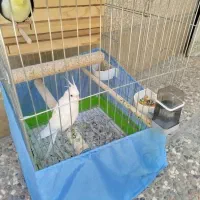 عروس هلندی سفید جفت تر و ماده|پرنده|قرچک, قشلاق جیتو|دیوار