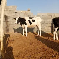 نوبر