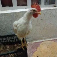 جوجه خروس خانگی|حیوانات مزرعه|شیراز, نارنجستان|دیوار