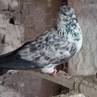 سوسگی