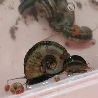 حلزون کلمبیا اکواریوم