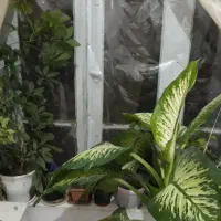 گل طبیعی|گل و گیاه طبیعی|خلخال, |دیوار