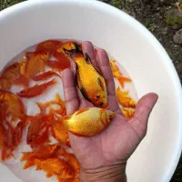 ماهی قرمز ۴ تا۵ بند