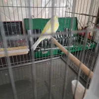 ماده کوپال|پرنده|قم, انسجام|دیوار