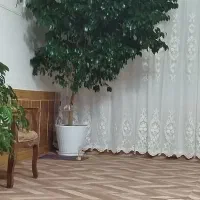 گل بزرگ بنجامین|گل و گیاه طبیعی|باروق, |دیوار