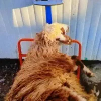 همه وزن گوسفند‌نذری عقیقه با هر توان مالی|حیوانات مزرعه|قم, جمکران|دیوار