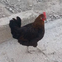 فروش خروس ومرغ محلی