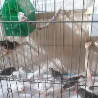 فنچ نر و ماده|پرنده|تهران, شهرک خرازی|دیوار