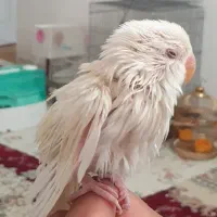 طوطی کتوله کاملا دستی