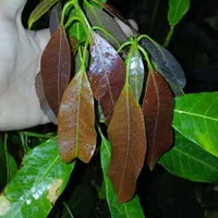 نهال انبه پیوندی سطلی سه ساله
