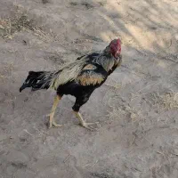 خروس لاری اصل