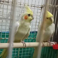 عروس لوتینو مولد