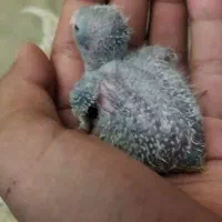 جوجه راهب سرلاکی آبی