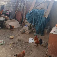 خروس خوش هیکل|حیوانات مزرعه|سوسنگرد, |دیوار