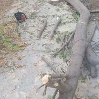 قطع وبرش درختان تنومند|خدمات باغبانی و درختکاری|بندر گناوه, |دیوار